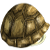 shell.png